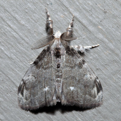 8316 - White-marked Tussock Moth - Orgyia leucostigma