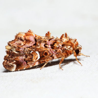 9631 – Pink-shaded Fern Moth – Callopistria mollissima