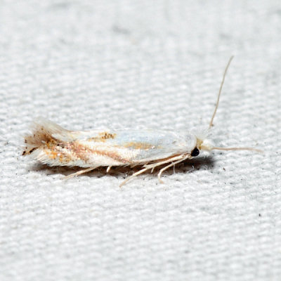 0486 – Bucculatrix montana