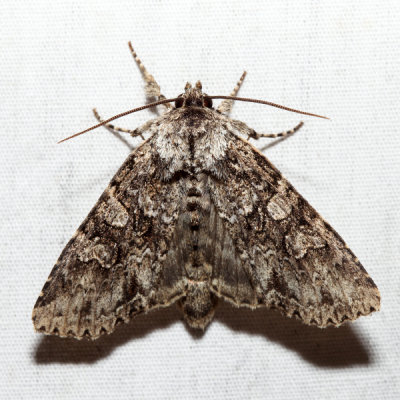 10276 – Cloudy Arches Moth – Polia imbrifera