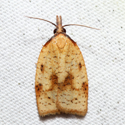 3706 – Mosaic Sparganothis Moth – Sparganothis xanthoides