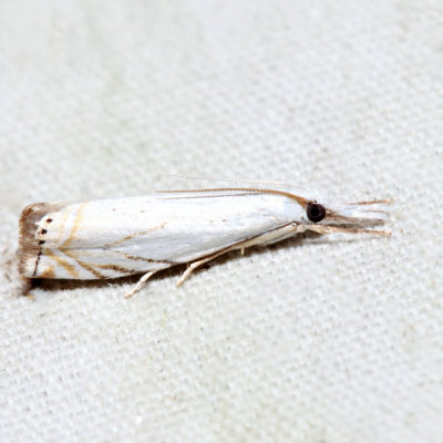  5361 – Small White Grass-veneer – Crambus albellus