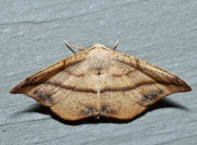  6974  Juniper Geometer  Patalene olyzonaria