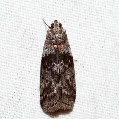 5796 – Locust Leafroller Moth – Sciota subcaesiella