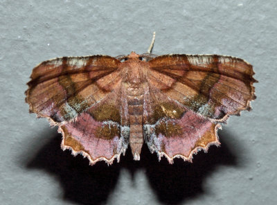 6835 – Scallop Moth – Cepphis armataria (male)