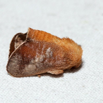 4681 - Crowned Slug - Isa textula