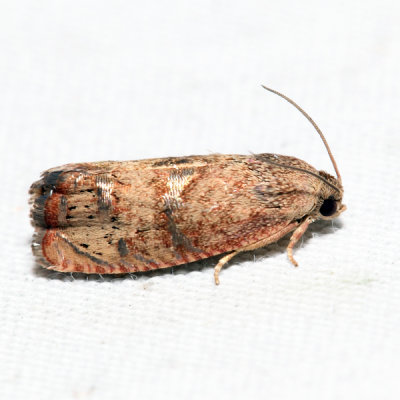 3494 - Filbertworm Moth - Cydia latiferreana