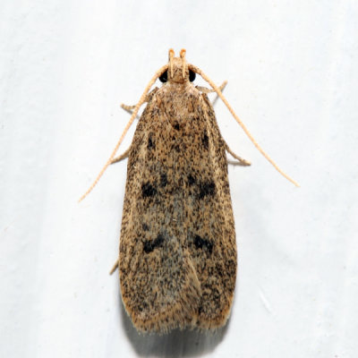  1142  Glyphidocera septentrionella