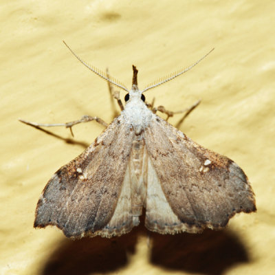 8401 - White-spotted Redectis - Redectis vitrea
