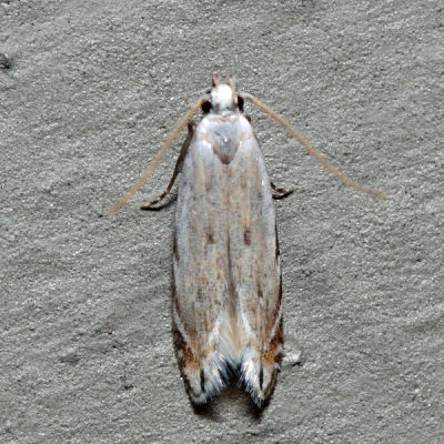 2227 – Battaristis nigratomella