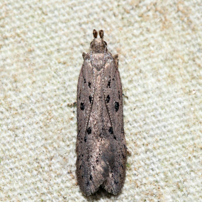  1852 – Ten-spotted Honeysuckle Moth – Athrips mouffetella