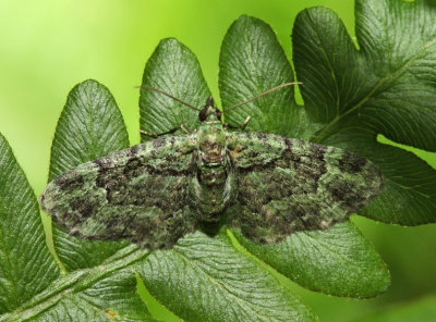 7625 - Green Pug - Pasiphila rectangulata