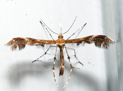 6102 - Dejongia lobidactylus