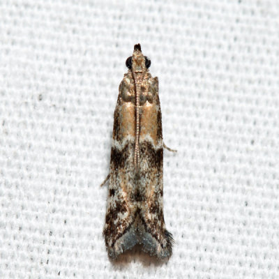 6011 – Brower's Vitula Moth – Vitula broweri 