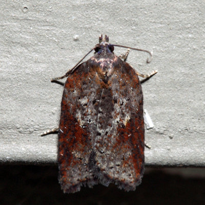 3527 - Acleris viburnana