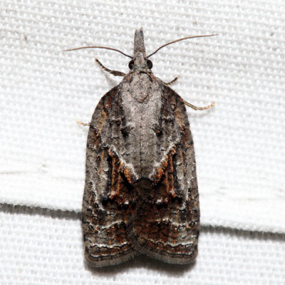 3740 – Tufted Apple Bud Moth – Platynota idaeusalis