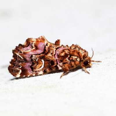 9631 – Pink-shaded Fern Moth – Callopistria mollissima