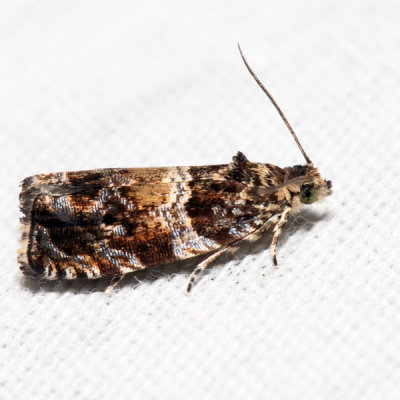  2859 – Celypha Moth – Celypha cespitana
