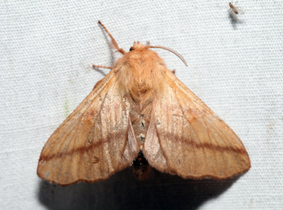 7698 - Forest Tent Caterpillar Moth - Malacosoma disstria