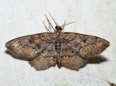 6655 - Esther Variant Moth - Hypagyrtis esther *