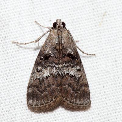5606  Maple Webworm Moth  Pococera asperatella 