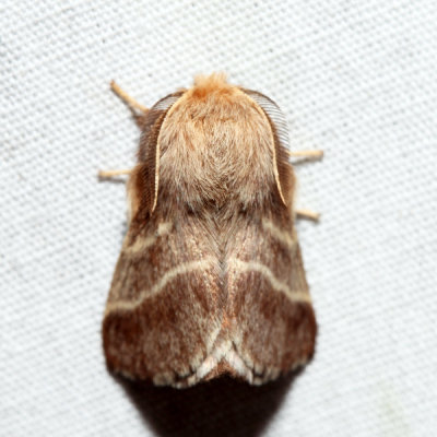 7701 - Eastern Tent Caterpillar Moth - Malacosoma americana