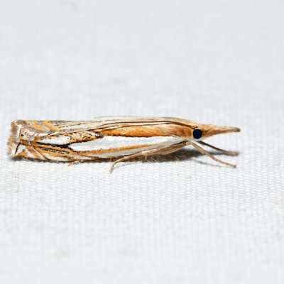 5362 – Double-banded Grass-veneer – Crambus agitatellus