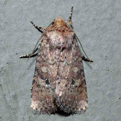 10532.1 – Southern Scurfy Quaker – Homorthodes lindseyi