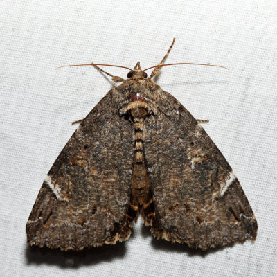 8719 - Locust Underwing - Euparthenos nubilis 