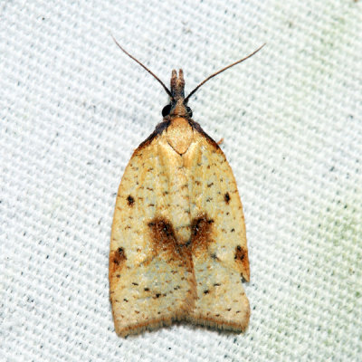 3706  Mosaic Sparganothis Moth  Sparganothis xanthoides