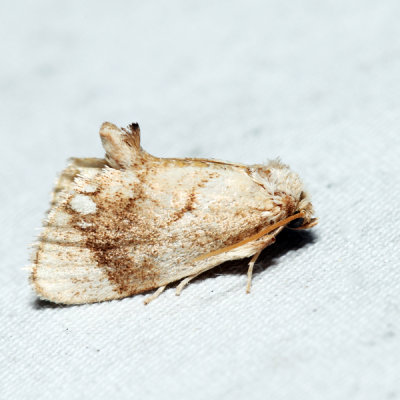 4659  Jeweled Tailed Slug Moth  Packardia geminata