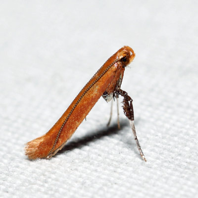 0609 – Cherry Leaf-cone Caterpillar Moth – Caloptilia invariabilis 