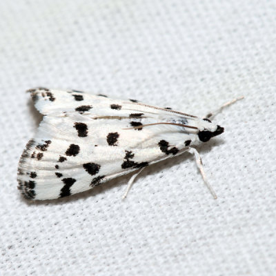 4794 - Spotted Peppergrass Moth - Eustixia pupula