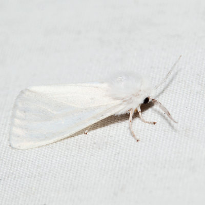 8140 - Fall Webworm Moth - Hyphantria cunea