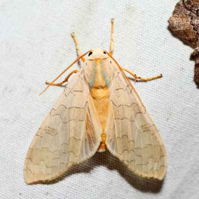 8203 - Banded Tussock Moth - Halysidota tessellaris