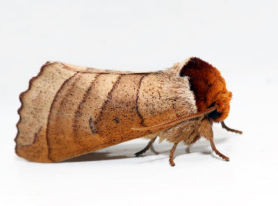 7904 – Drexel's Datana – Datana drexelii
