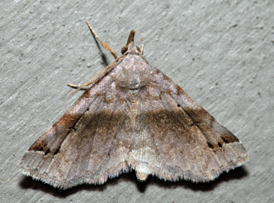8479 – Six-spotted Gray Moth – Spargaloma sexpunctata