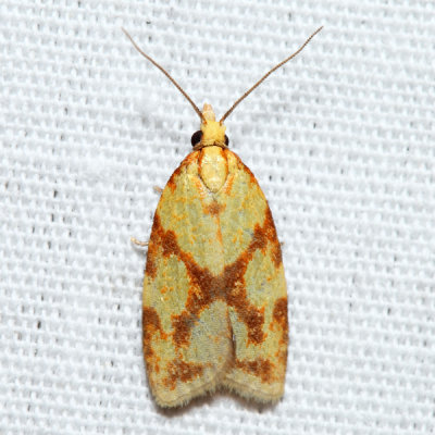 3695 – Sparganothis Fruitworm Moth – Sparganothis sulfureana