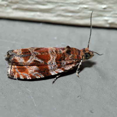 2826  Lacuna Moth  Olethreutes lacunana