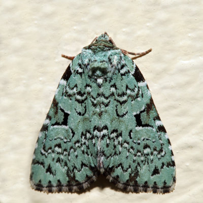 9065 - Green Leuconycta - Leuconycta diphtheroides