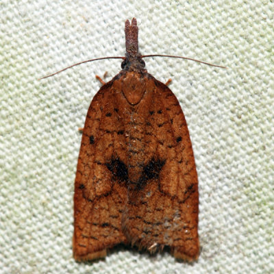 3706 – Mosaic Sparganothis – Sparganothis xanthoides (dark individual)