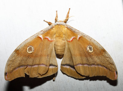 7757 - Polyphemus Moth - Antheraea polyphemus