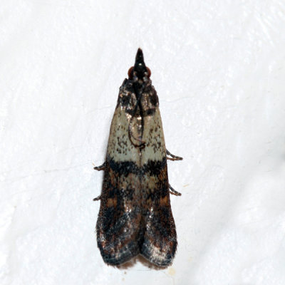 6019 - Indian Meal Moth - Plodia interpunctella