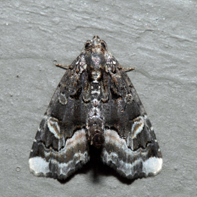 9057 – Black Wedge-spot – Homophoberia apicosa