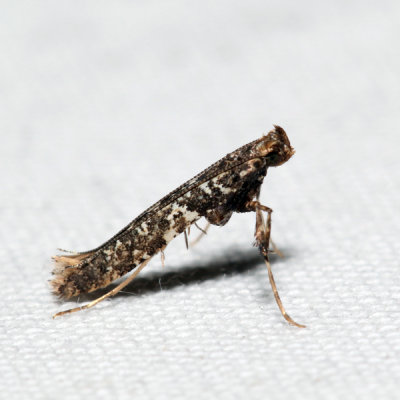 0637 – Caloptilia serotinella