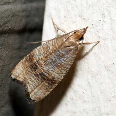 0956 – Black-fringed Leaftier – Psilocorsis cryptolechiella