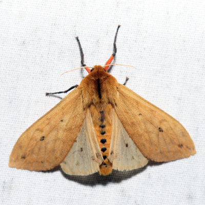 8129 - Isabella Tiger Moth - Pyrrharctia isabella