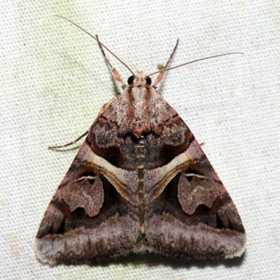 8641 - Figure-seven Moth - Drasteria grandirena 