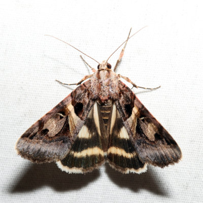 8641 - Figure-seven Moth - Drasteria grandirena 
