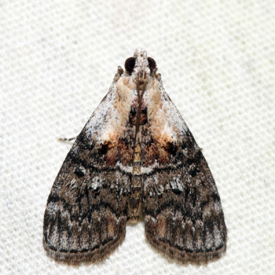 5608 – Striped Oak Webworm Moth – Pococera expandens 